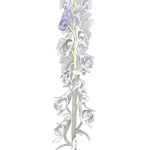 Monkshood, Crested Butte Colorado, 2015