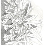 Oleander, Danville CA 2015