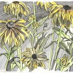 Yellow Coneflowers, Boulder, 1995, pen-and-ink and watercolor