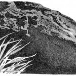 Coolangata, Australia, 1988