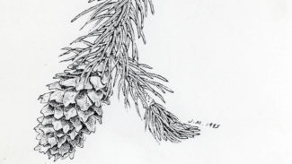 Englemann Spruce cone, 1985, pen-and-ink