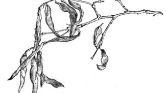 New Mexican Locust, 1983, Pen-and-ink