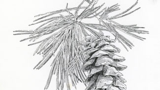 Ponderosa Pine cone, 1986, pen-and-ink