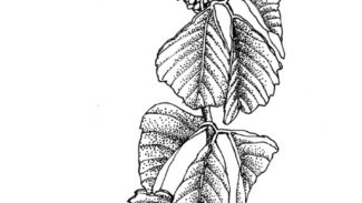 Poison Ivy, Salmon River, 1981, pen-and-ink