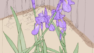 Iris, Los Alamos, 1984