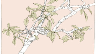 Pear tree, Los Alamos, 1984