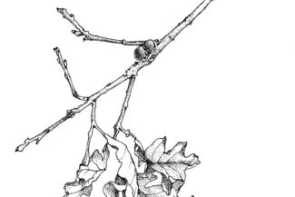 Oak leaves, Los_Alamos, 1983 plein-air pen-and-ink, 1983