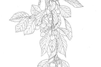 Cherries, Los Alamos, plein-air pen-and-ink, July 1983