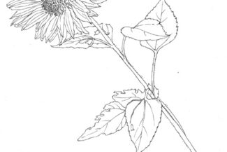 Sunflower near East Park Pool, plein-air pen-and-ink, July 1983