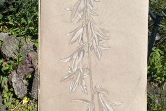 Campanula rapunculoides, 2022