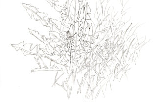 Dandelion, pen-and-ink, 1984
